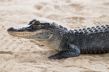 Close up of crocodile