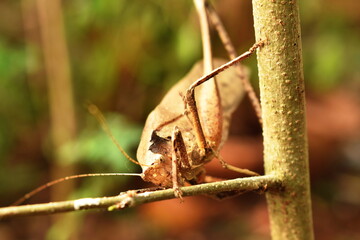 brown grasshopper hanging on tree in garden