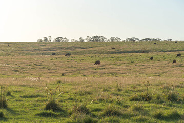 Fototapeta na wymiar Rural landscape of the Pampas of Rio Grande do Sul in Brazil and the presence of farm animals.