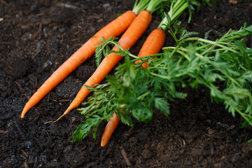 Home organic carrot planting in the backyard for spring season.