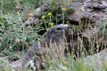Alpine marmot animal in natural site in Alps mountains. France, Europe.