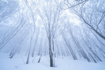 冬の八甲田の森
