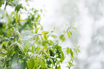 Cold storm with snow in spring. Green branches and flowers of bird cherry under the snow, frosts. Natural cataclysm