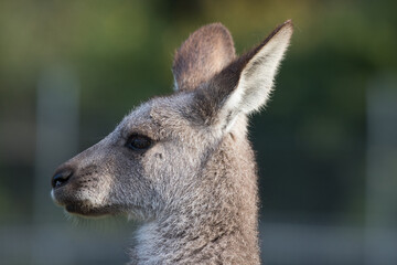 Kangaroo