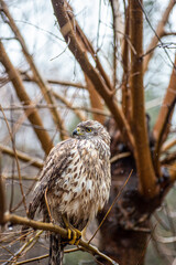 Michel hawk, or hen hawk