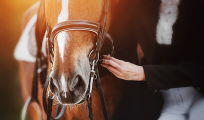 A woman in a horsewoman's costume adjusts the straps on the bridle worn on the muzzle of a sorrel horse with a white spot on its forehead, which is illuminated by bright sunlight. Equestrian sports.
