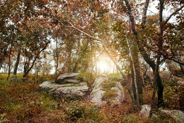 Colorful trees in forest beautiful landscape