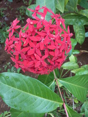 Flowers, berries and garden.