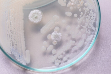 Pichia is a genus of yeasts in the family Saccharomycetaceae under the microscope for education.
