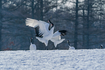 冬のタンチョウ