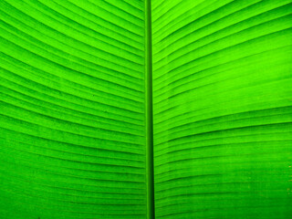 Abstract green palm tree leaf texture close up.Bright tropical natural background with copy space for design.Summer vacation concept.Selective focus.