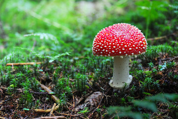 Amanita muscaria, commonly known as the fly agaric or fly amanita. Toxic and hallucinogen mushroom...