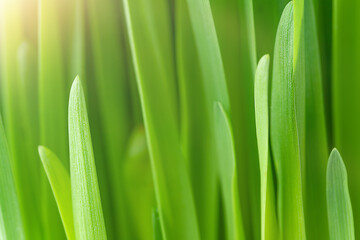 Green grass background with sunlight