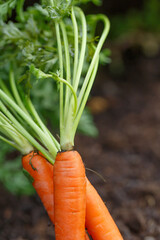 Home organic carrot planting in the backyard for spring season.