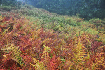 Autumn colors. Bright orange leaves of the fern in rainy weather. Golden autumn. Beautiful autumn...