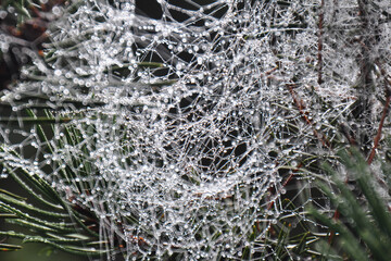 Branches of conifer tree in a cobweb and droplets of dew in a backlight. macro photo with autumn mood, Indian summer. Green background