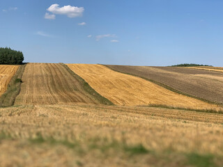 Fototapeta na wymiar Fields of wheat during harvest