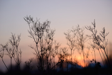 Colorful nature sunset or sunrise background. Silhouette of tree or grass branches and leaves on the field during dusk. Twilight beautiful scenic landscape wallpaper. Natural evening backdrop.