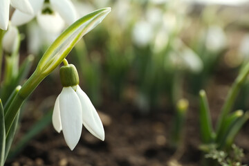 Beautiful snowdrop outdoors, closeup with space for text. Early spring flower