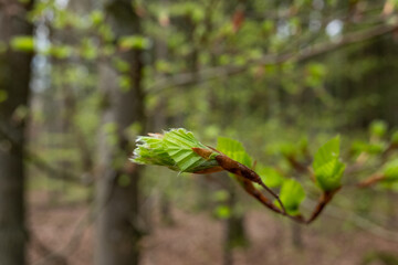 Makro / Nahaufnahme von Trieben und frischen grünen Blättern am Zweig an einer Buche im Frühling im Wald