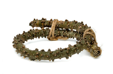 Tinospora cordifolia or Tinospora crispa isolated on white background