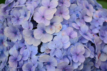 blue hydrangea flowers