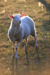 Schaf