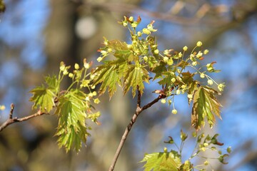 Maple tree blossoms