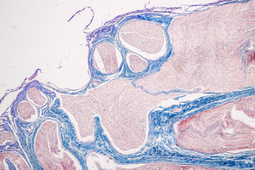 Education Spinal cord, Nerve, Cerebellum, Cortex and Motor Neuron Human under the microscope in...