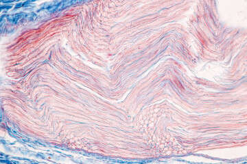 Education Spinal cord, Nerve, Cerebellum, Cortex and Motor Neuron Human under the microscope in...