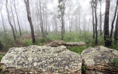 The rocks are laid out in the park on a foggy day