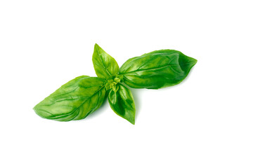 Fresh basil leaves on white background
