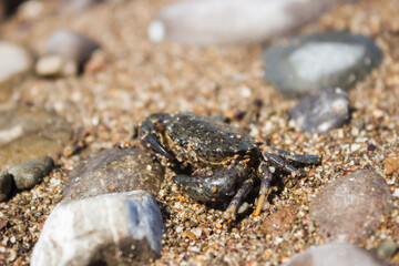 The jaguar round crab (lat. Xantho poressa), of the family Xanthidae. The Black Sea, Eastern Crimea.