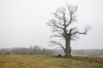 Obraz na płótnie Canvas Large oak tree in Edole, Latvia