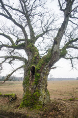 Large oak tree in Edole, Latvia