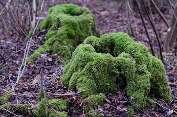 Two old mossy strains in the forest