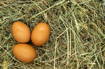 eggs on grass texture close up copy space