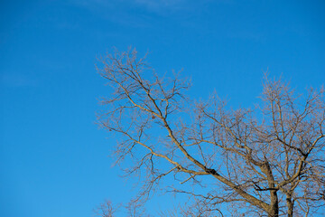 deciduous tree branches without leaves against a blue sky in winter