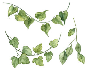 Collection of watercolor hand painted ivy leaves - obrazy, fototapety, plakaty