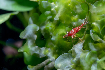 Sulawesi dwarf shrimp cow and galaxy type stay on green aquatic moss and also look for food in freshwater aquarium tank.
