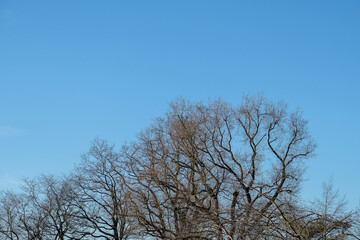 Fototapeta na wymiar deciduous tree branches without leaves against a blue sky in winter