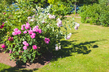 White and pink roses grow in a garden