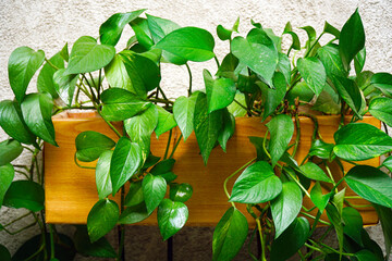 Green ornamental plant Epipremnum or Scindapsus on light background