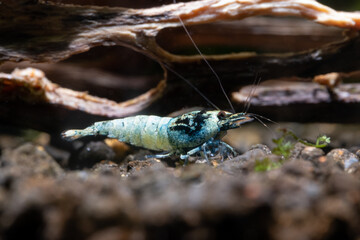 Blue bolt dwarf shrimp look for food on aquatic soil near timber in fresh water aquarium tank. Concept of little beautiful animals help relaxation for people.