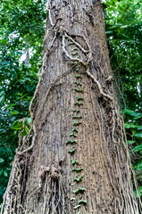 Climbing vines on the trunk of a large tree against the background of green foliage in Sri Lanka