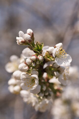 Close up white cherry blossom tree in the spring