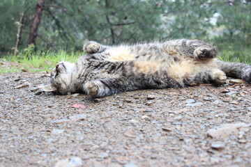 Fototapeta premium Wild Cat 