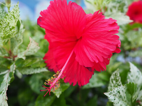 The Red shoeflower with leaf