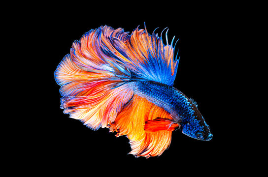 Beautiful colors of "Halfmoon Betta" (siamese fighting fish) capture the moving moment beautiful of siam betta fish in thailand. Isolated on black background