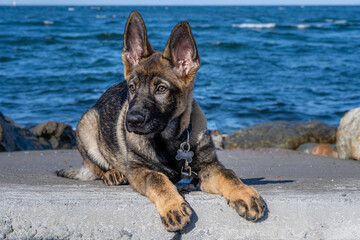 A close-up portrait of a fifteen weeks old German Shepherd puppy. Blue sky and ocean in the...